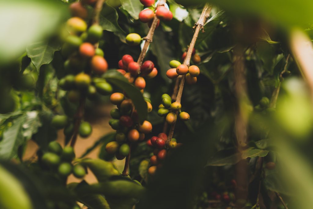 Un caféier avec des graines